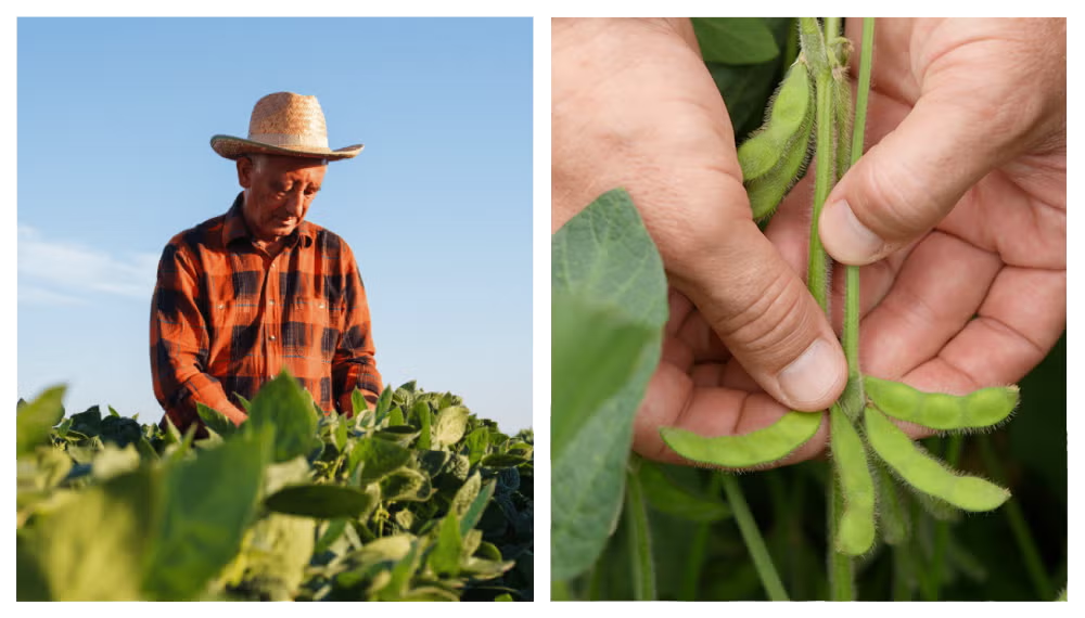 farmer